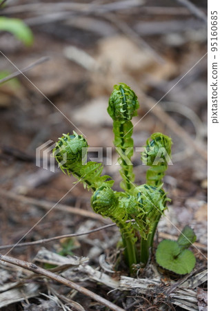 在長野市木佐，有一個臭菖蒲的聚居地Okususobana自然公園。 95160685
