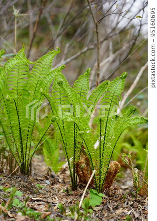 In Kinasa, Nagano City, there is Okususobana Nature Park, which is a colony of skunk cabbage. 95160695