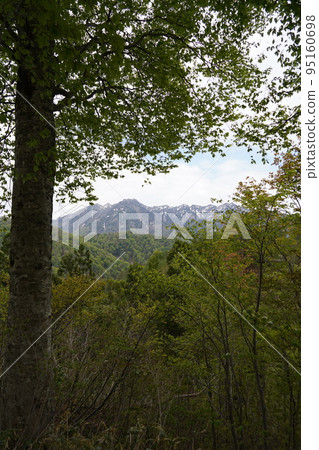 In Kinasa, Nagano City, there is Okususobana Nature Park, which is a colony of skunk cabbage. In Kinasa, Nagano City, there is Okususobana Nature Park, which is a colony of skunk cabbage. 95160698