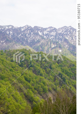 In Kinasa, Nagano City, there is Okususobana Nature Park, which is a colony of skunk cabbage. 95160715