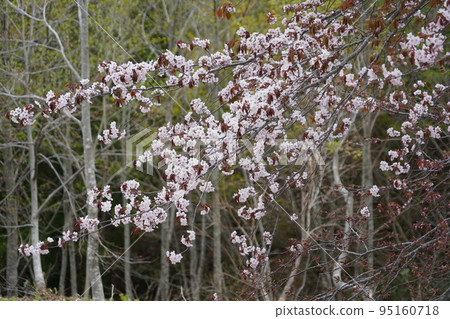 In Kinasa, Nagano City, there is Okususobana Nature Park, which is a colony of skunk cabbage. 95160718
