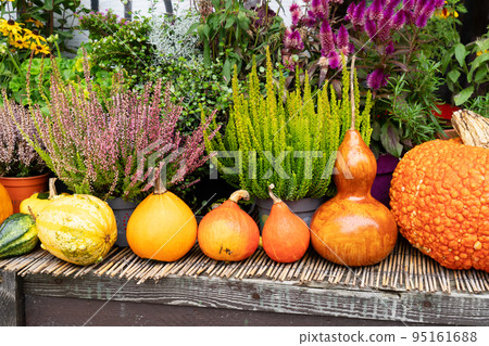 pumpkin patch at farm pumpkin patch at farm 95161688