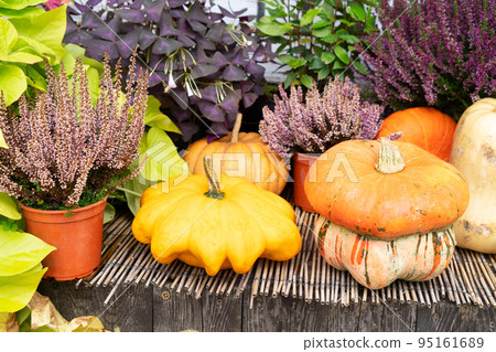 pumpkin patch at farm pumpkin patch at farm 95161689
