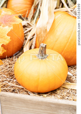 pumpkin patch at farm pumpkin patch at farm 95161699