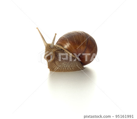 Helix pomatia.Grape snail isolated on white background. Macro shot. 95161991