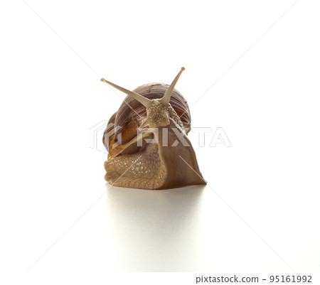 Helix pomatia.Grape snail standing surprised isolated on white background. Macro shot. 95161992