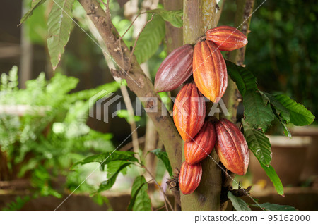 Chocolate crop theme 95162000