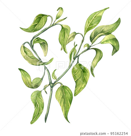 Red chili hot pepper bush watercolor illustration isolated on white background. Red chili hot pepper bush watercolor illustration isolated on white background. 95162254