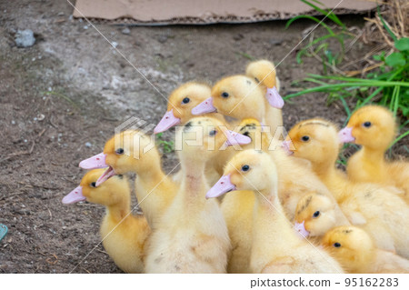 Duck broiler on a home farm Duck broiler on a home farm 95162283