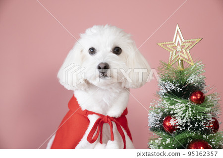 Bust-up of a white maltipoo sitting with a Christmas tree Bust-up of a white maltipoo sitting with a Christmas tree 95162357