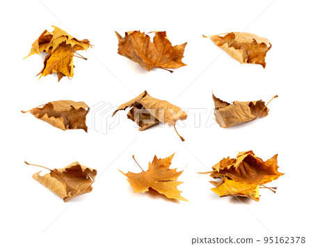Sycamore Autumn Leaf Isolated Sycamore Autumn Leaf Isolated 95162378