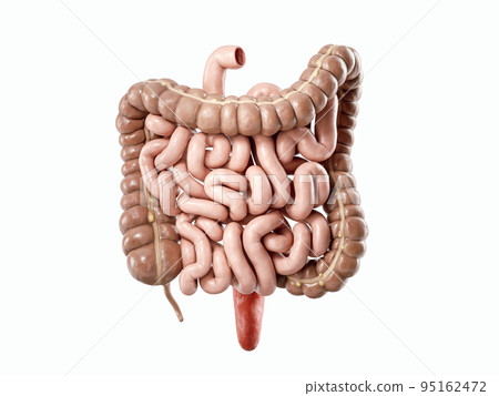 3d illustration of human intestine 3d illustration of human intestine 95162472