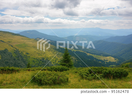 carpathian mountain range in summer. landscape with forested hills and grassy meadows rolling down in to the valley. travel ukraine 95162478