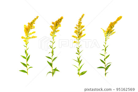 Yellow Flowers of Canada Goldenrod, Rag weed, Ragweed Yellow Flowers of Canada Goldenrod, Rag weed, Ragweed 95162569