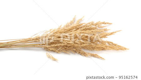 Pampas Grass Isolated, Tussock Grass Panicles Pampas Grass Isolated, Tussock Grass Panicles 95162574