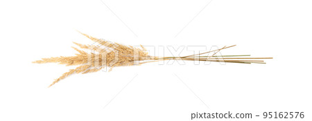 Pampas Grass Isolated, Tussock Grass Panicles 95162576