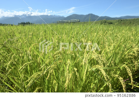 Kobuchisawa-cho, Hokuto City, an inbound train going along an embankment with harvested rice fields Kobuchisawa-cho, Hokuto City, an inbound train going along an embankment with harvested rice fields 95162886