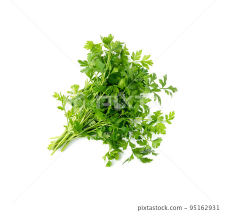 Parsley Leaves Isolated 95162931
