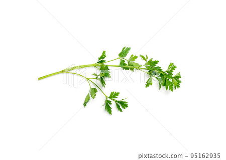 Parsley Leaves Isolated Parsley Leaves Isolated 95162935