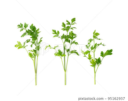Parsley Leaves Isolated Parsley Leaves Isolated 95162937