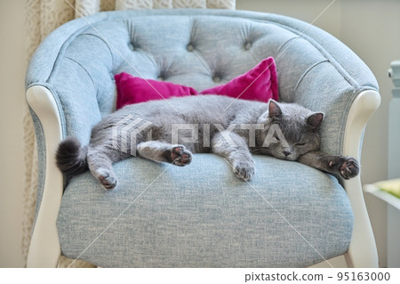 Relaxed lazy funny gray british cat lying sleeping on velvet chair Relaxed lazy funny gray british cat lying sleeping on velvet chair 95163000