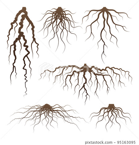 Various brown tree or shrub roots. Parts of plant, root system with tree stump. Dendrology, study of woody plants. Sketch drawing. Vector illustration 95163095