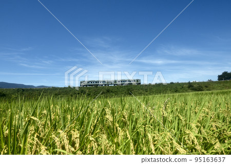 Kobuchizawa-cho, Hokuto City, an inbound train going along an embankment with ears of rice nearing harvest under blue skies 95163637