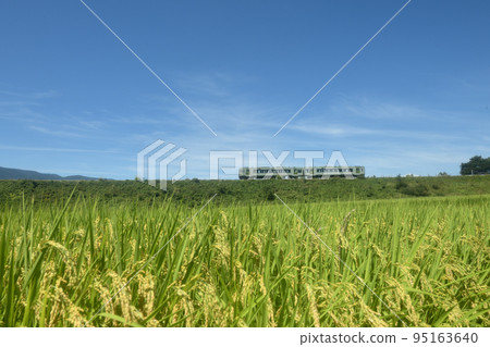 Kobuchizawa-cho, Hokuto City, an inbound train going along an embankment with ears of rice nearing harvest under blue skies 95163640