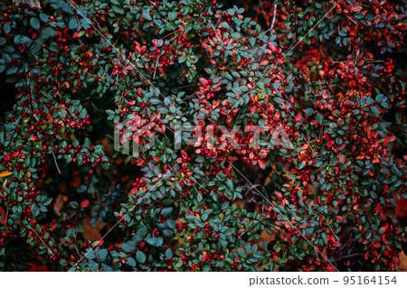 Autumn fall berries background. Cotoneaster horizontalis, rockspray cotoneaster plant with ripe red berries. Fruits of the dwarf medlar, cotoneaster horizontalis Autumn fall berries background. Cotoneaster horizontalis, rockspray cotoneaster plant with ripe red berries. Fruits of the dwarf medlar, cotoneaster horizontalis 95164154
