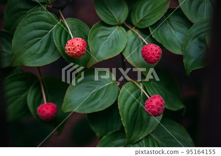 Kousa, kousa dogwood, Chinese Korean Japanese dogwood. Close up of bright red autumn fruit on Cornus kousa tree in garden Kousa, kousa dogwood, Chinese Korean Japanese dogwood. Close up of bright red autumn fruit on Cornus kousa tree in garden 95164155