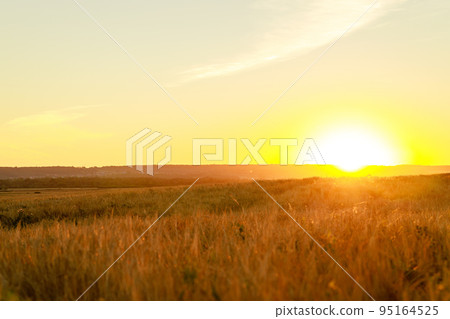 Scene of golden color sunset on the field with rye or wheat Scene of golden color sunset on the field with rye or wheat 95164525