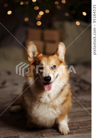 Pembroke Welsh Corgi dog lies 95164535