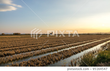 Flooded rice paddy and traditional Mediterranean Albufera Valencia, Spain Flooded rice paddy and traditional Mediterranean Albufera Valencia, Spain 95164547