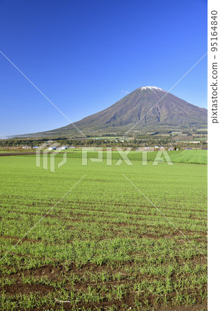 Shoot the scenery of Mt. Yotei with the first snow and sprouting autumn wheat fields in Kyogoku-cho, Hokkaido in autumn Shoot the scenery of Mt. Yotei with the first snow and sprouting autumn wheat fields in Kyogoku-cho, Hokkaido in autumn 95164840