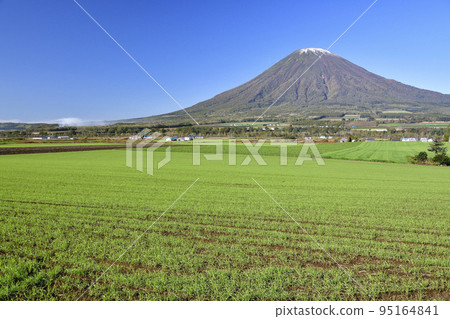 在北海道京極町拍攝初雪和發芽的秋麥田羊蹄山的景色 在北海道京極町拍攝初雪和發芽的秋麥田羊蹄山的景色 95164841