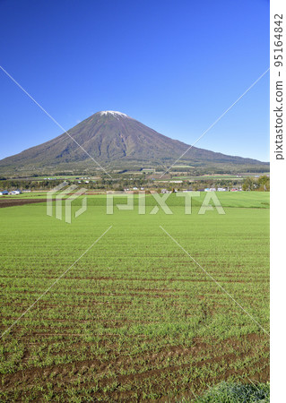 Shoot the scenery of Mt. Yotei with the first snow and sprouting autumn wheat fields in Kyogoku-cho, Hokkaido in autumn 95164842