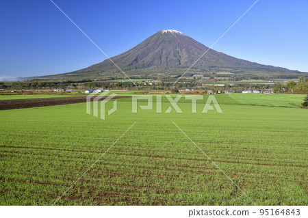 在北海道京極町拍攝初雪和發芽的秋麥田羊蹄山的景色 在北海道京極町拍攝初雪和發芽的秋麥田羊蹄山的景色 95164843