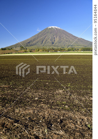 Shoot the scenery of Mt. Yotei with the first snow and sprouting autumn wheat fields in Kyogoku-cho, Hokkaido in autumn Shoot the scenery of Mt. Yotei with the first snow and sprouting autumn wheat fields in Kyogoku-cho, Hokkaido in autumn 95164844