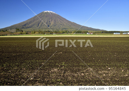 Shoot the scenery of Mt. Yotei with the first snow and sprouting autumn wheat fields in Kyogoku-cho, Hokkaido in autumn Shoot the scenery of Mt. Yotei with the first snow and sprouting autumn wheat fields in Kyogoku-cho, Hokkaido in autumn 95164845