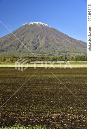 在北海道京極町拍攝初雪和發芽的秋麥田羊蹄山的景色 在北海道京極町拍攝初雪和發芽的秋麥田羊蹄山的景色 95164846