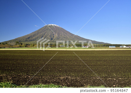 Shoot the scenery of Mt. Yotei with the first snow and sprouting autumn wheat fields in Kyogoku-cho, Hokkaido in autumn Shoot the scenery of Mt. Yotei with the first snow and sprouting autumn wheat fields in Kyogoku-cho, Hokkaido in autumn 95164847
