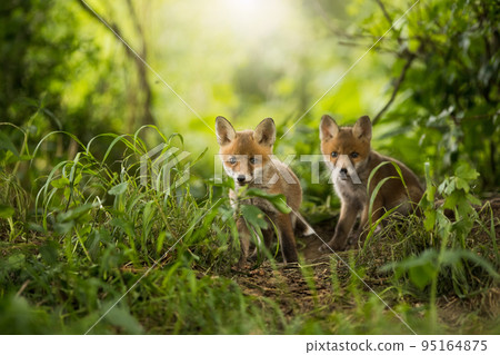 Two red fox cubs looking around near den on a sunny day in summer 95164875