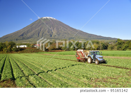 在北海道京極拍攝甜菜收穫和初雪的羊蹄山風景 95165142