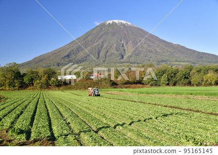 在北海道京極拍攝甜菜收穫和初雪的羊蹄山風景 在北海道京極拍攝甜菜收穫和初雪的羊蹄山風景 95165145