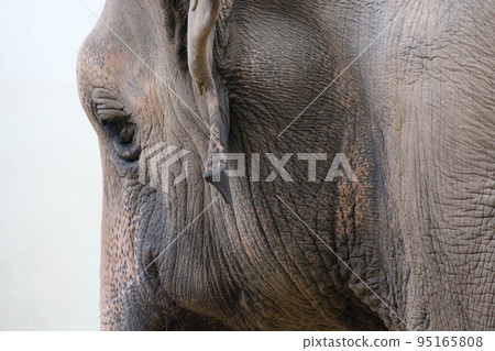 大象眼睛的特寫鏡頭。長長的睫毛和溫柔的眼睛。拍攝於神戶王子動物園 大象眼睛的特寫鏡頭。長長的睫毛和溫柔的眼睛。拍攝於神戶王子動物園 95165808