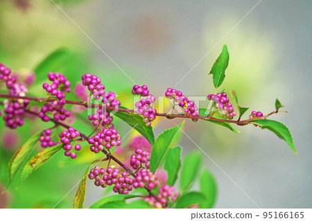 紅紫色漿果(秋季,九月) 紅紫色漿果(秋季,九月) 95166165