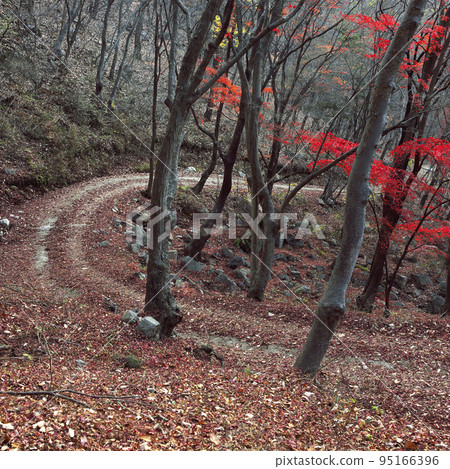 path path 95166396