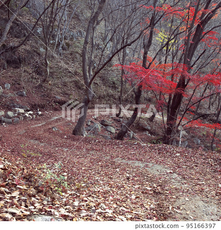path path 95166397