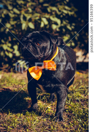 Portrait of cute pug puppy, outdoors. Portrait of cute pug puppy, outdoors. 95166399