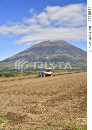 Shooting scenery of Mt. Yotei and potato harvesting in Makkari Village, Hokkaido in autumn Shooting scenery of Mt. Yotei and potato harvesting in Makkari Village, Hokkaido in autumn 95166504